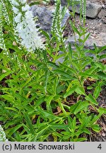 Veronica longifolia ssp. maritimum Schneeriesin