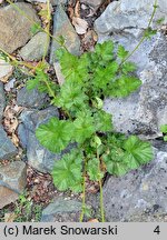 Geum magellanicum (kuklik chilijski)