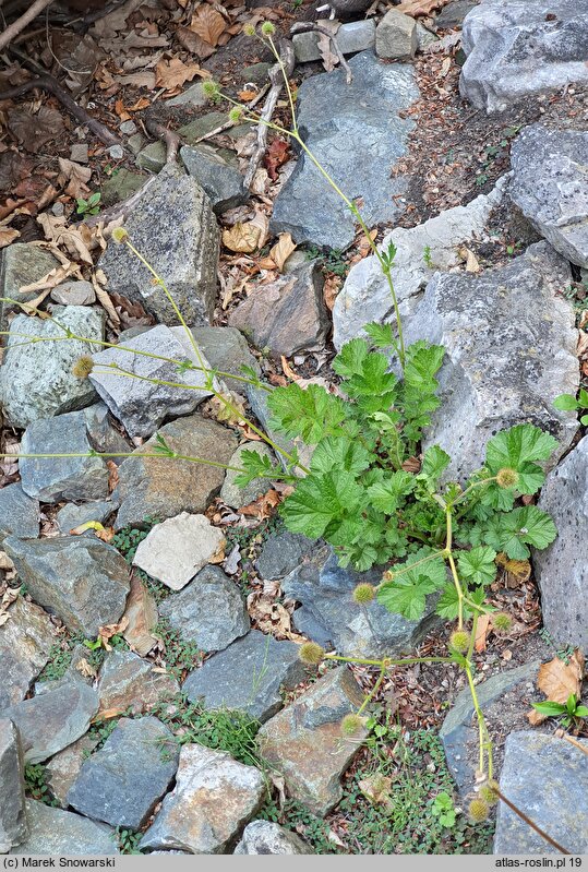 Geum magellanicum (kuklik chilijski)