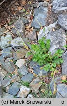 Geum magellanicum (kuklik chilijski)