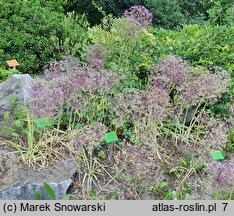 Allium christophii (czosnek białawy)