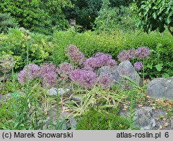 Allium christophii (czosnek białawy)