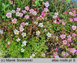 Saxifraga ×arendsii Rosenzwerg