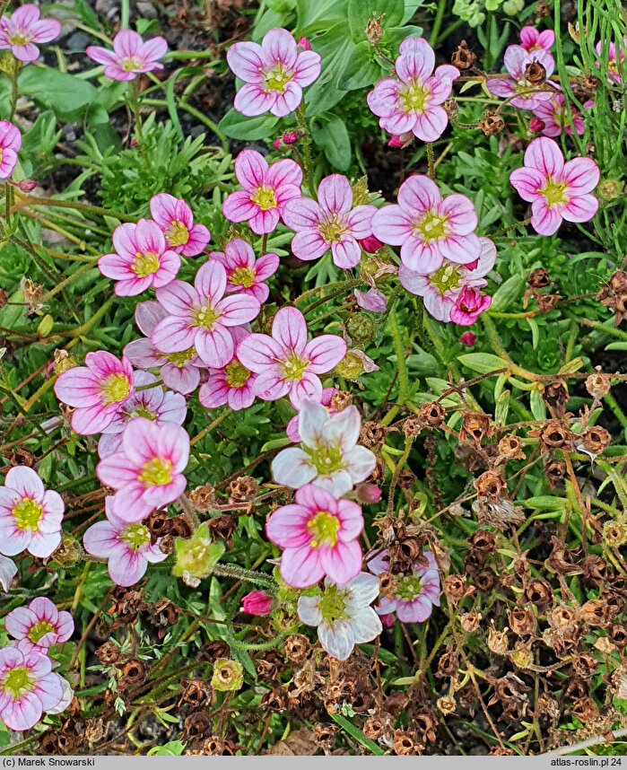 Saxifraga ×arendsii Rosenzwerg