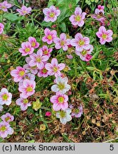 Saxifraga ×arendsii Rosenzwerg