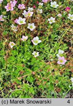 Saxifraga ×arendsii Rosenzwerg