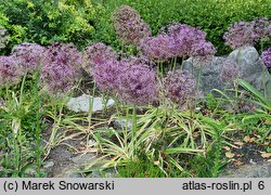 Allium cristophii (czosnek białawy)