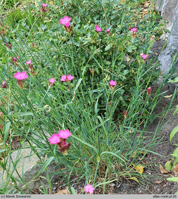 Dianthus andrzejowskianus (goździk Andrzejowskiego)