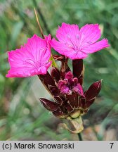 Dianthus andrzejowskianus (goździk Andrzejowskiego)