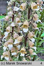 Digitalis trojana (naparstnica trojańska)