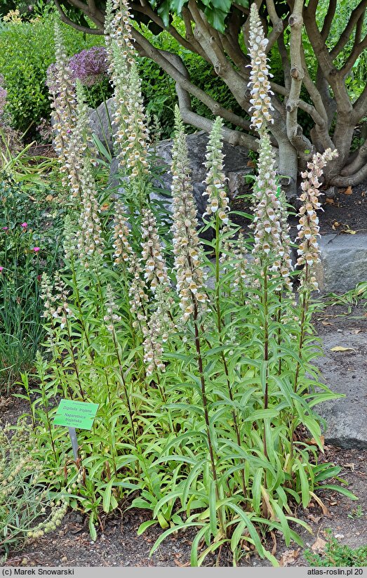 Digitalis trojana (naparstnica trojańska)