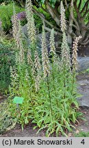 Digitalis trojana (naparstnica trojańska)