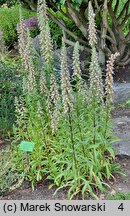 Digitalis trojana (naparstnica trojańska)