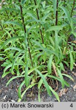 Digitalis trojana (naparstnica trojańska)