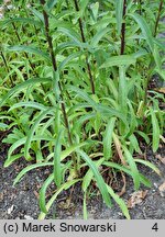 Digitalis trojana (naparstnica trojańska)