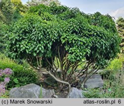 Hedera helix Arborescens