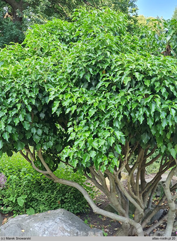 Hedera helix Arborescens