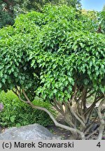 Hedera helix Arborescens