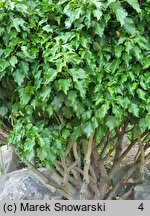 Hedera helix Arborescens