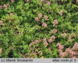 Thymus doerfleri cv. Bressingham