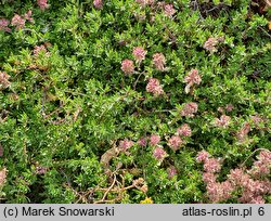 Thymus doerfleri ‘Bressingham’