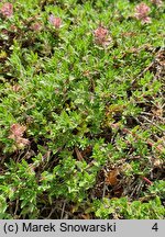 Thymus doerfleri cv. Bressingham