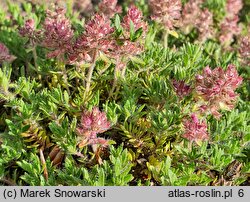 Thymus doerfleri cv. Bressingham