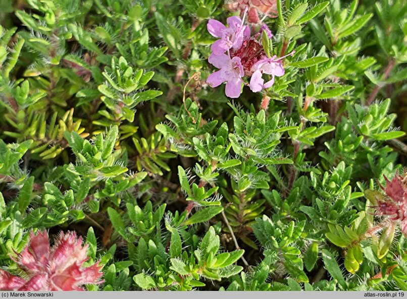 Thymus doerfleri cv. Bressingham