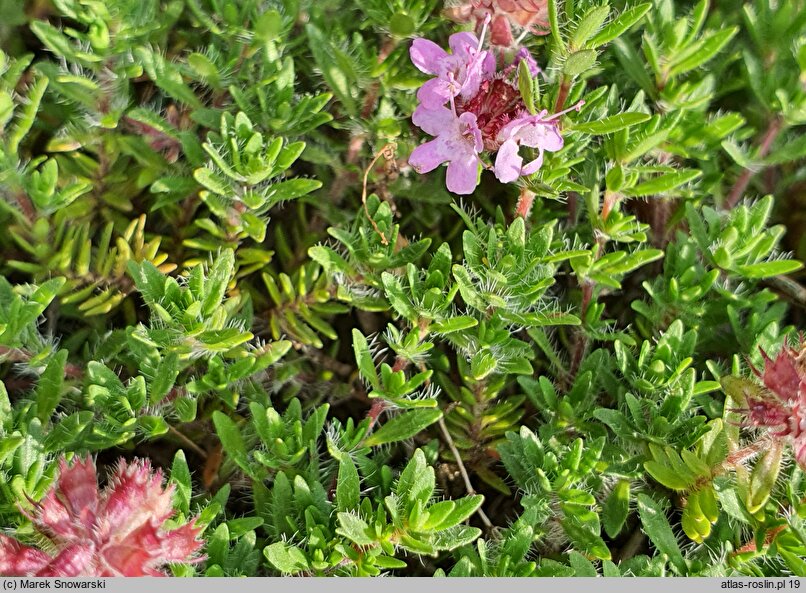 Thymus doerfleri ‘Bressingham’