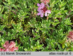 Thymus doerfleri cv. Bressingham