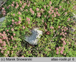 Thymus doerfleri cv. Bressingham