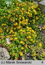 Delosperma nubigenum (słonecznica nubijska)