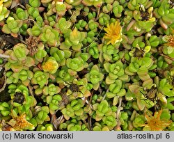 Delosperma nubigenum (słonecznica nubijska)