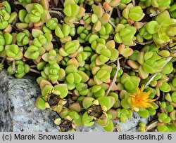 Delosperma nubigenum (słonecznica nubijska)