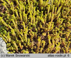 Sedum alpestre (rozchodnik alpejski)