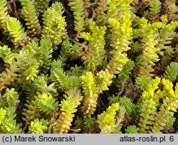 Sedum alpestre (rozchodnik alpejski)