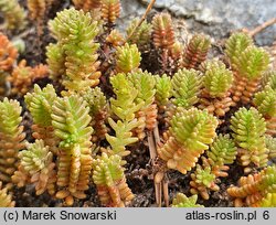 Sedum alpestre (rozchodnik alpejski)