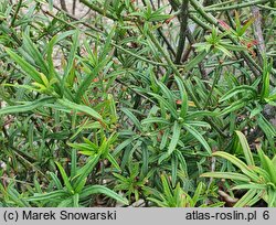 Euonymus nanus (trzmielina niska)