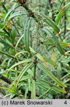 Euonymus nanus (trzmielina niska)