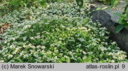 Spiraea decumbens (tawuła rozpostarta)