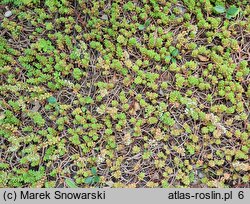 Sedum laconicum (rozchodnik lakonjski)