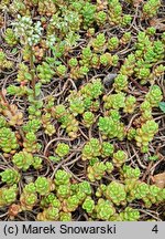 Sedum laconicum (rozchodnik lakonjski)