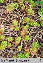 Sedum laconicum (rozchodnik lakonjski)