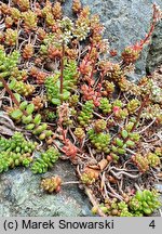 Sedum laconicum (rozchodnik lakonjski)