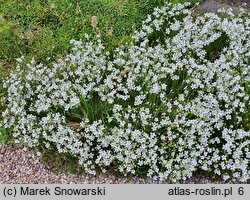 Minuartia juniperina