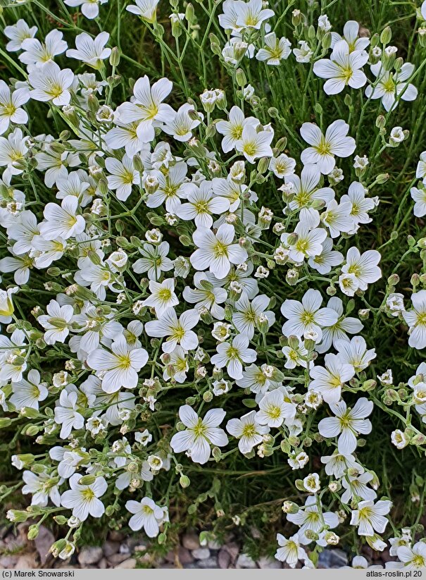 Minuartia juniperina