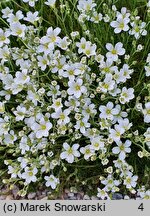 Minuartia juniperina