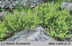 Aethionema thomasianum (skrzydlinka Thomasa)