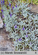 Veronica spicata ssp. incana (przetacznik kłosowy siwy)