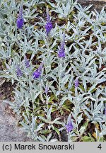 Veronica spicata ssp. incana (przetacznik kłosowy siwy)